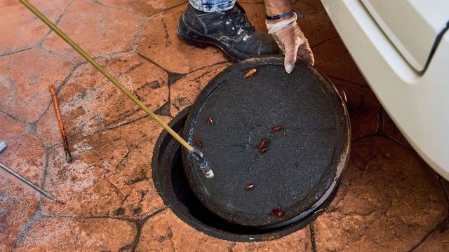 Técnico abriendo la tapa de una arqueta de saneamiento con cucarachas durante un tratamiento contra cucarachas en León Técnico abriendo la tapa de una arqueta de saneamiento con cucarachas durante un tratamiento contra cucarachas en León