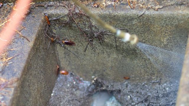 Interior de una arqueta de saneamiento tratada con pulverizador, con cucarachas visibles durante un tratamiento contra cucarachas en León Interior de una arqueta de saneamiento tratada con pulverizador, con cucarachas visibles durante un tratamiento contra cucarachas en León