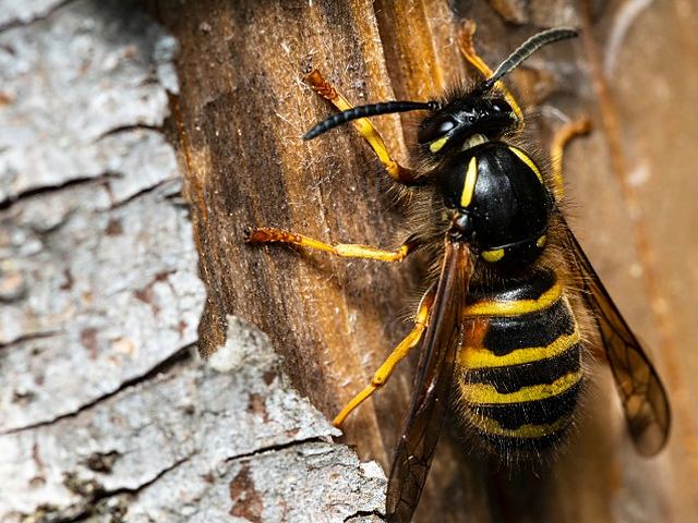 Avispa sobre un tronco de madera en Control de Plagas León Avispa sobre un tronco de madera en Control de Plagas León