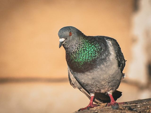 Paloma posada en un edificio de León, origen habitual de plagas de pulgas y garrapatas sin mascota en casa Paloma posada en un edificio de León, origen habitual de plagas de pulgas y garrapatas sin mascota en casa