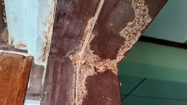 Viga de madera con galerías y daño visible de termitas durante un tratamiento contra termitas y carcoma en León