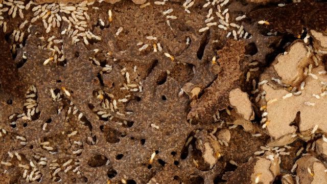 Termitas sobre madera con orificios de alimentación durante un tratamiento contra termitas y carcoma en León